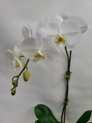Classic Orchid Plant