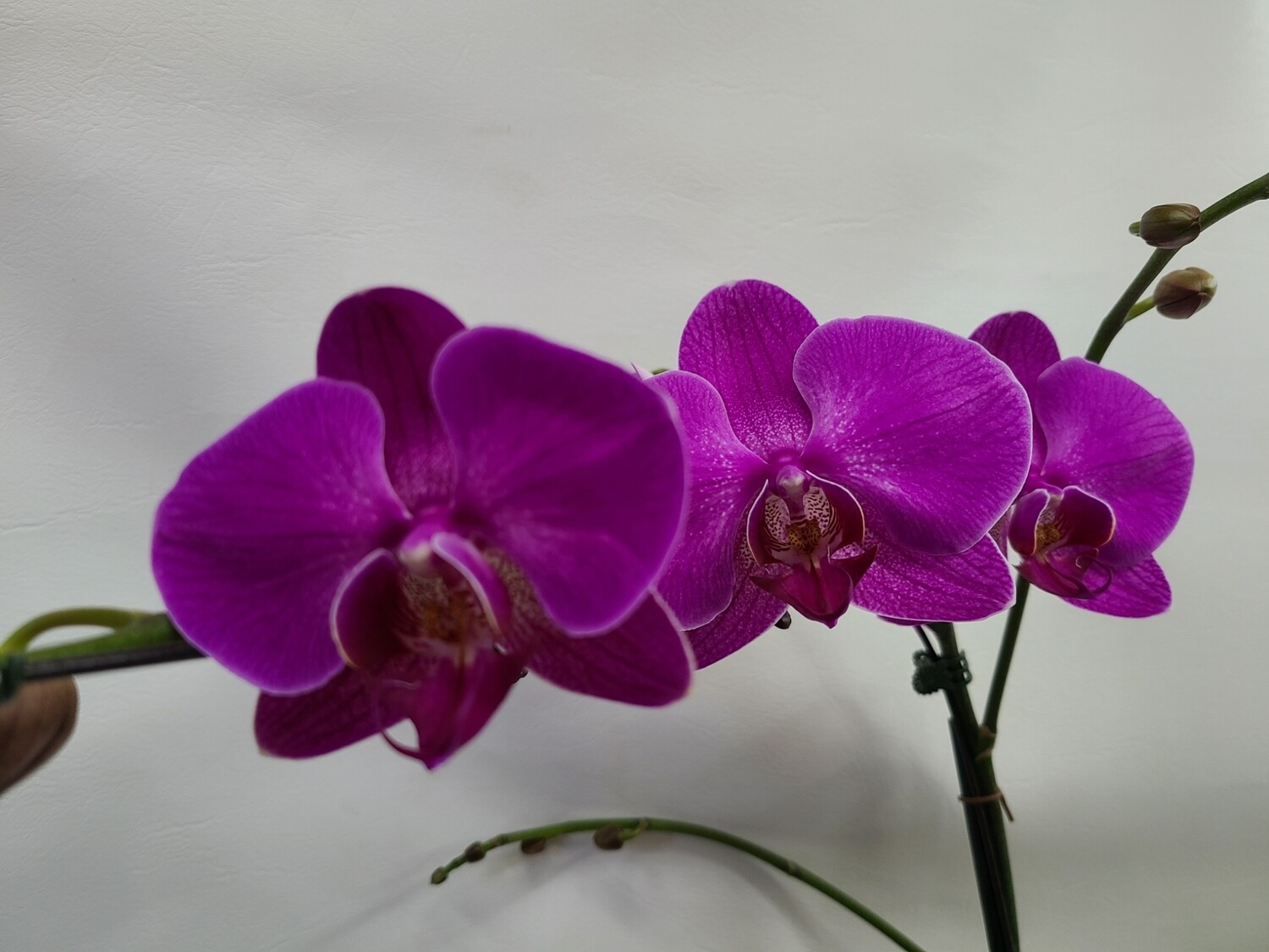 Classic Orchid Plant