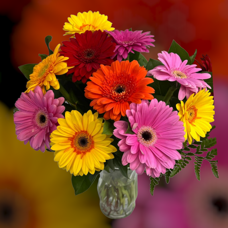 1 Dozen Stunning Gerber Daisies