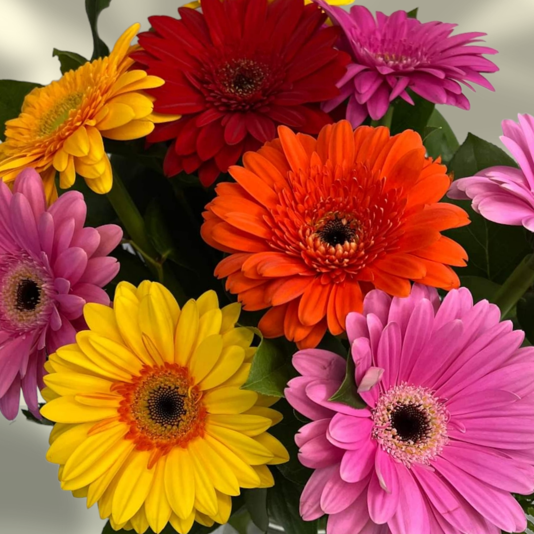 1 Dozen Stunning Gerber Daisies