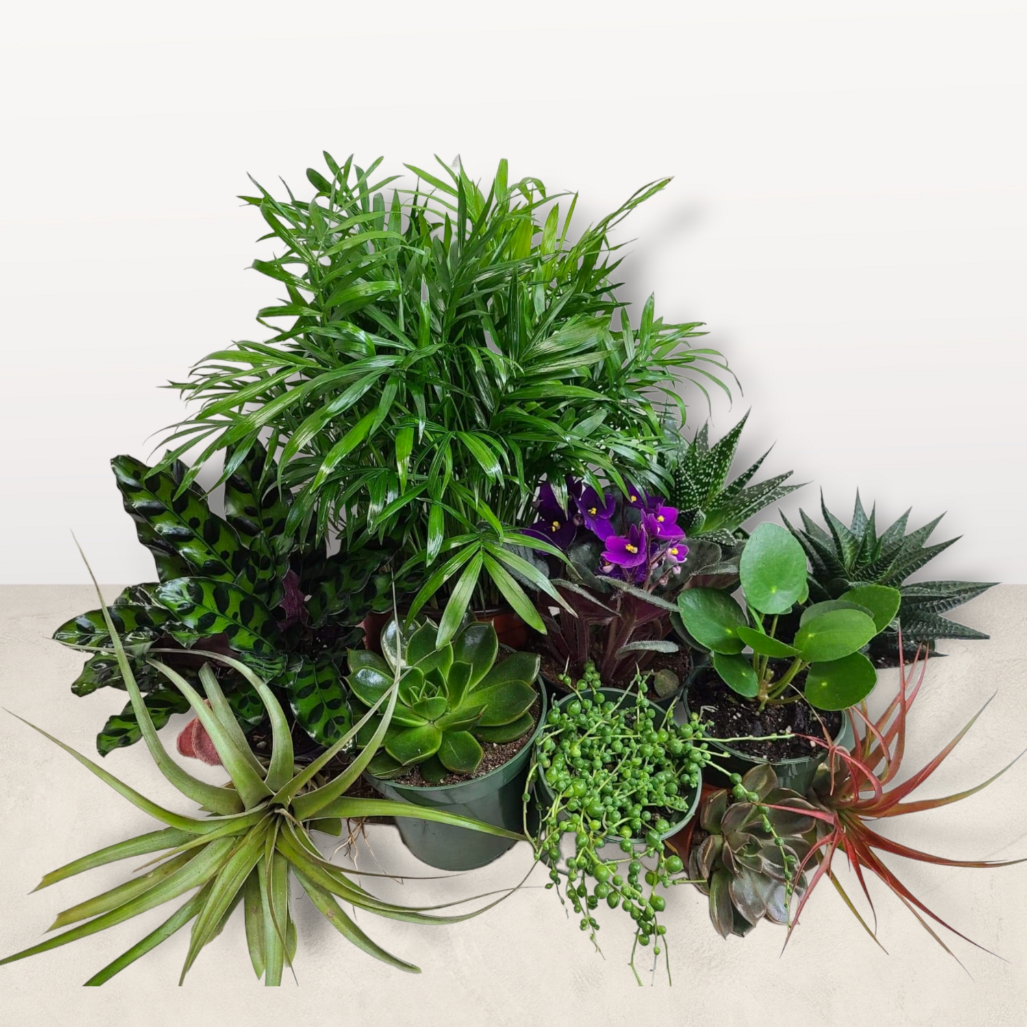 A Gift Of Pet Safe Plants