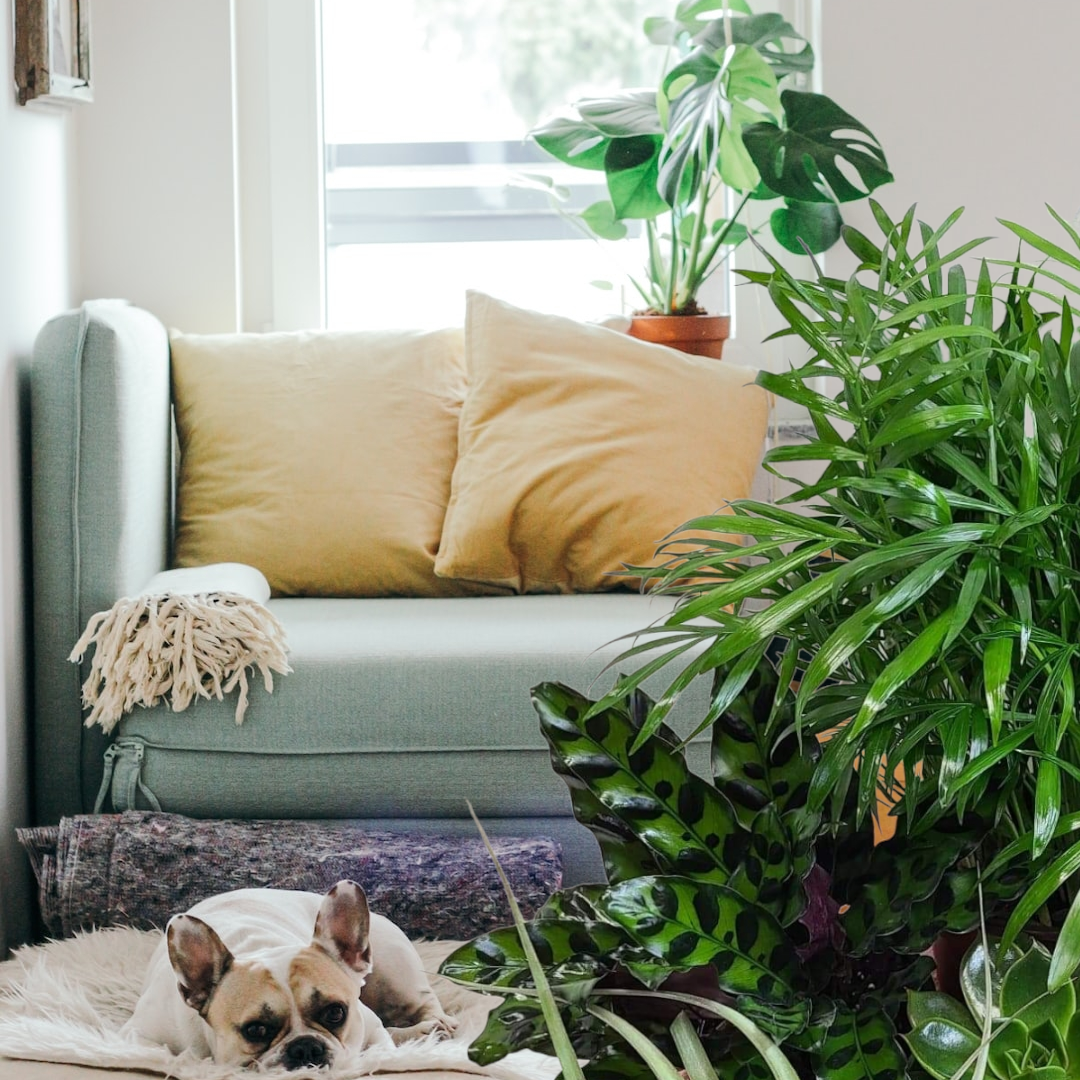 A Gift Of Pet Safe Plants