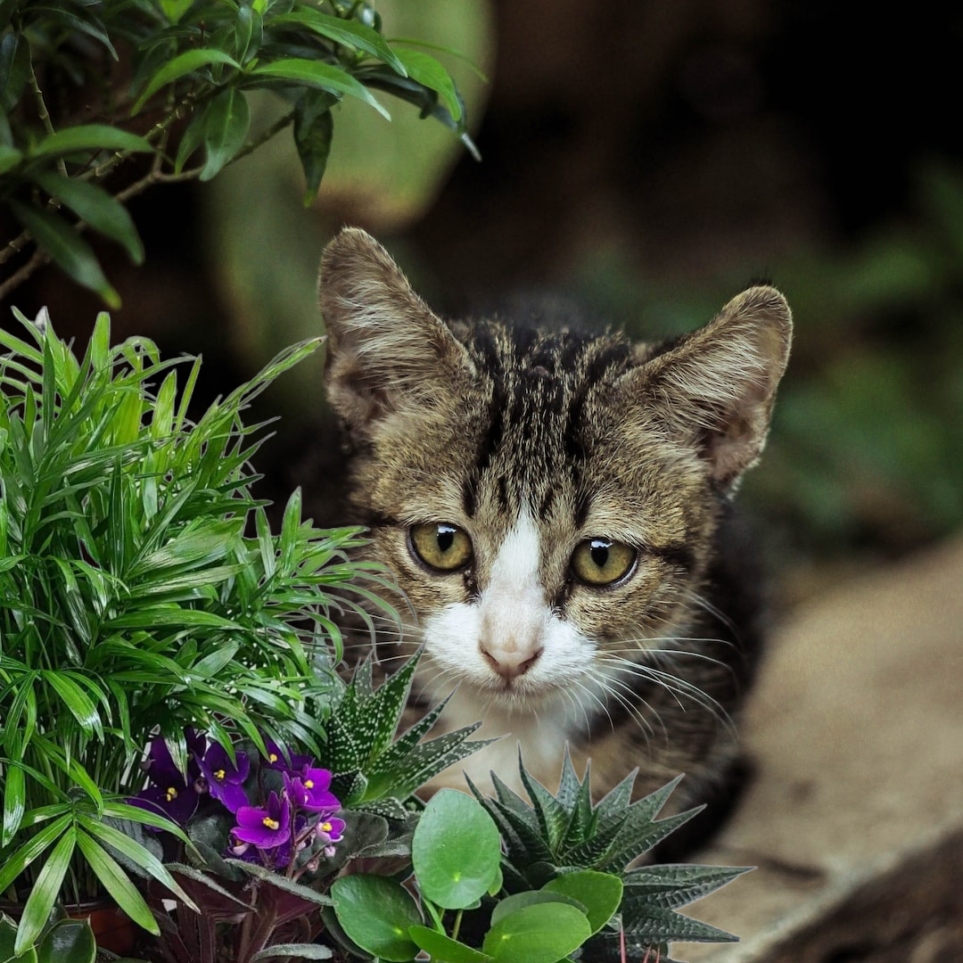 A Gift Of Pet Safe Plants