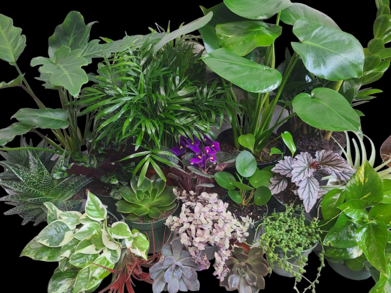 Order A Plant Jungle