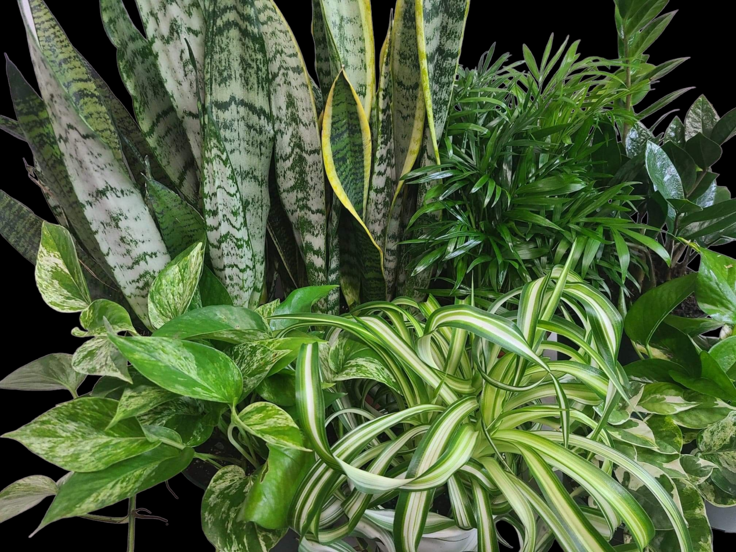 Order A  Plant Jungle (Premium Package)