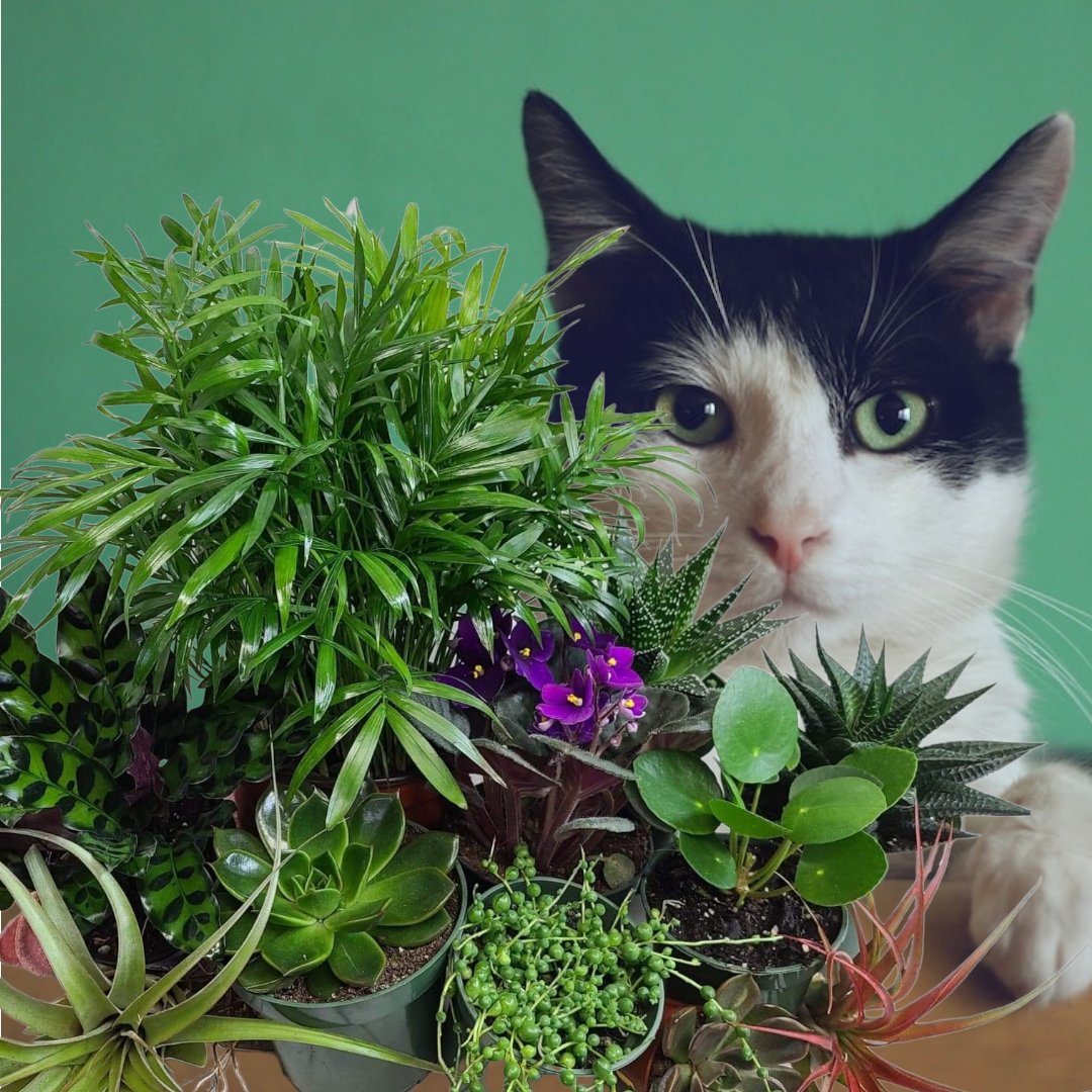 A Gift Of Pet Safe Plants
