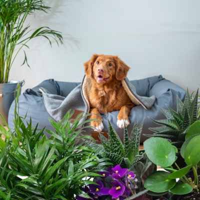A Gift Of Pet Safe Plants (Premium Package)