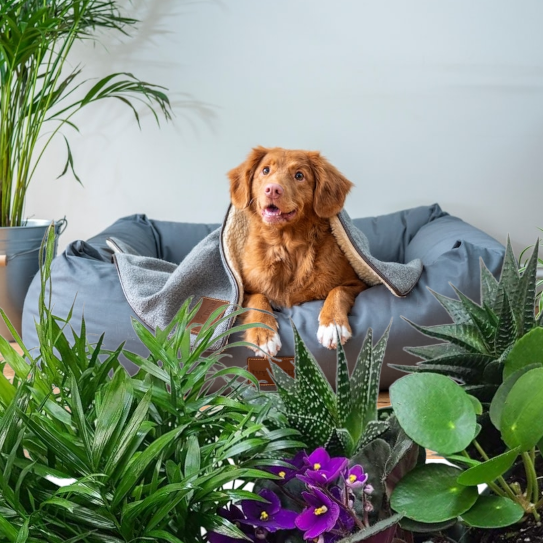 Order A  Plant Jungle (Premium Package)