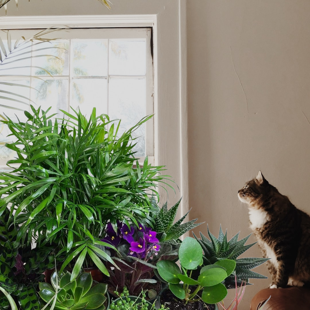 Order A  Plant Jungle (Premium Package)