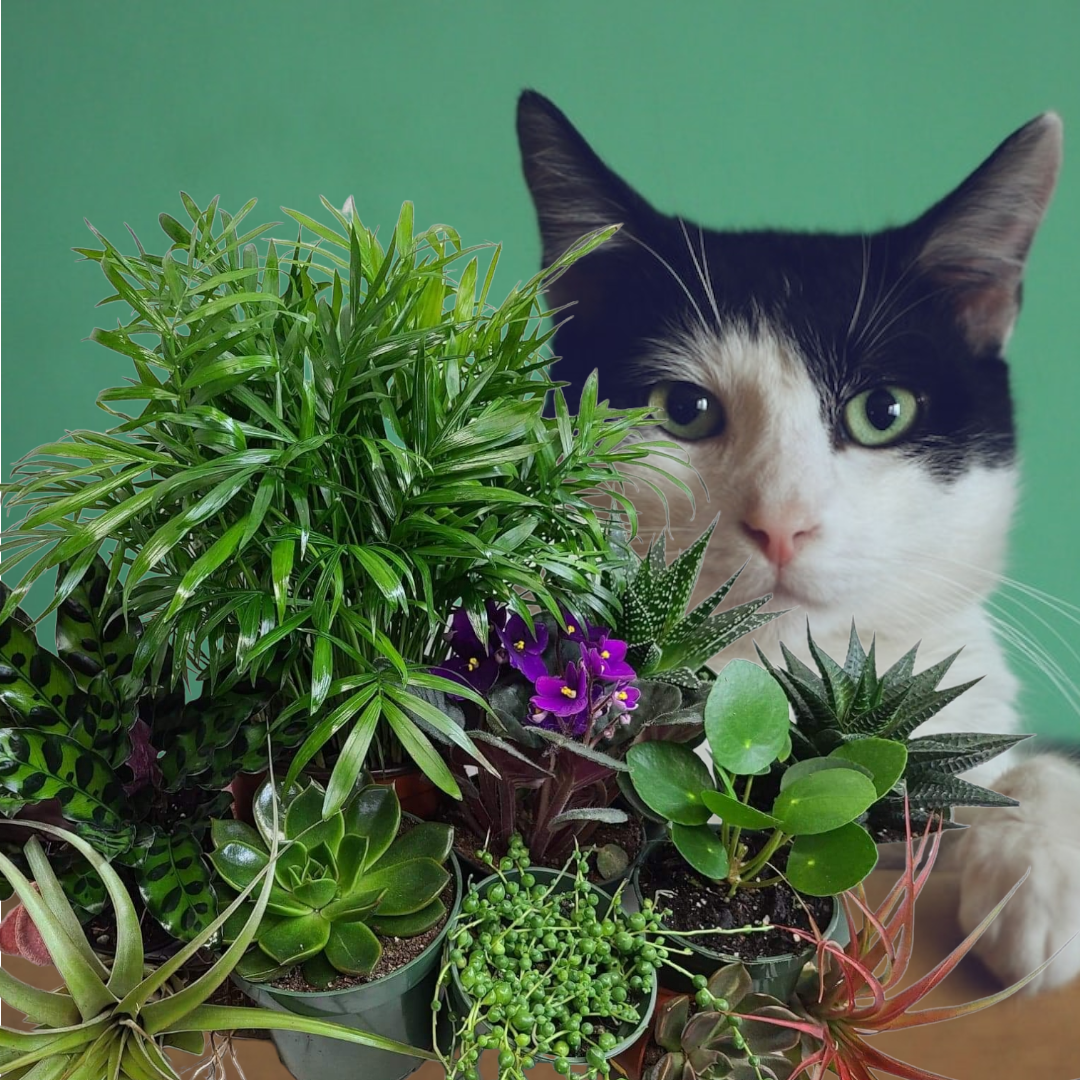 Order A  Plant Jungle (Premium Package)