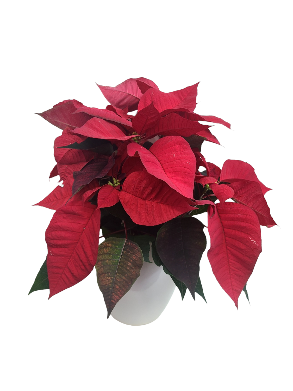 Medium size Poinsettia In Ceramic Pot