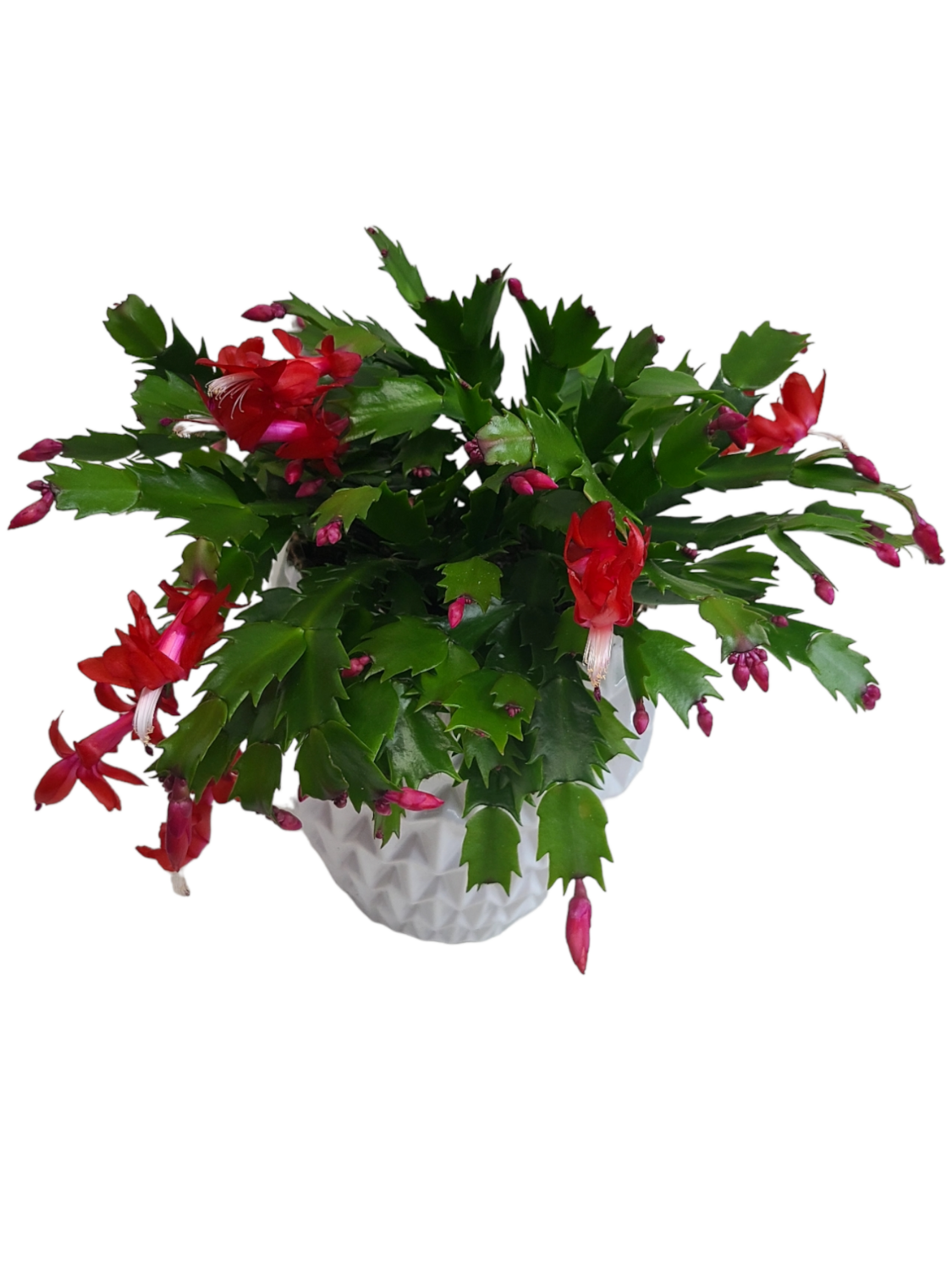Christmas Cactus Christmas Cactus