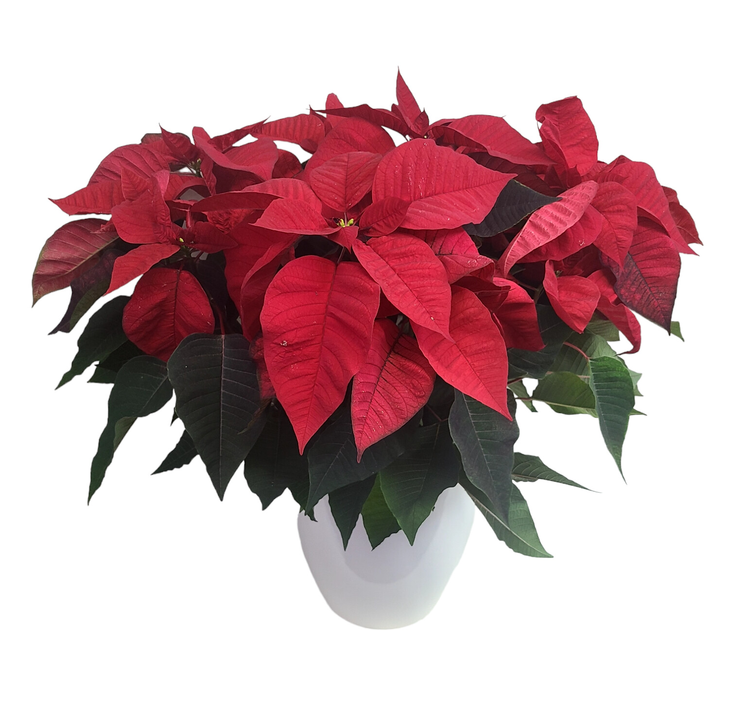 Large Poinsettia In Ceramic Pot