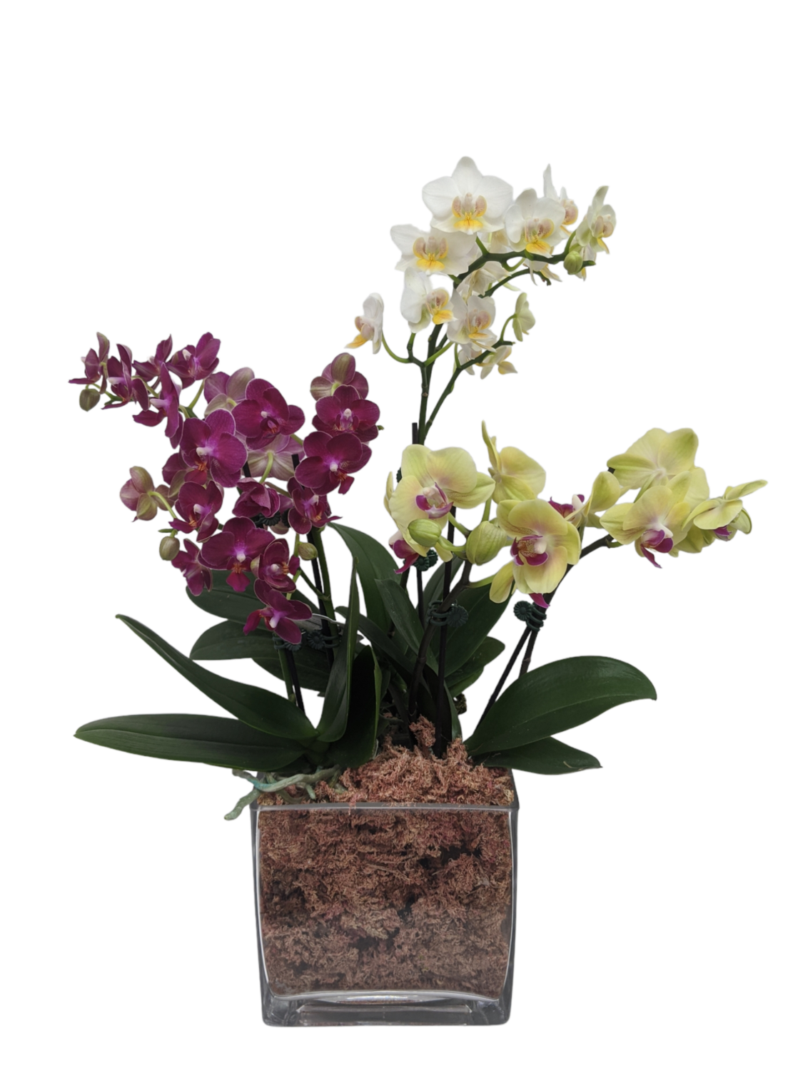 Mini Orchids In Square Vase Mini Orchids In Square Vase