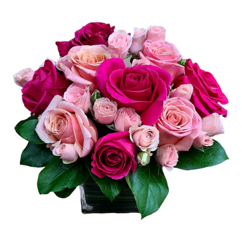 Sweet Roses 