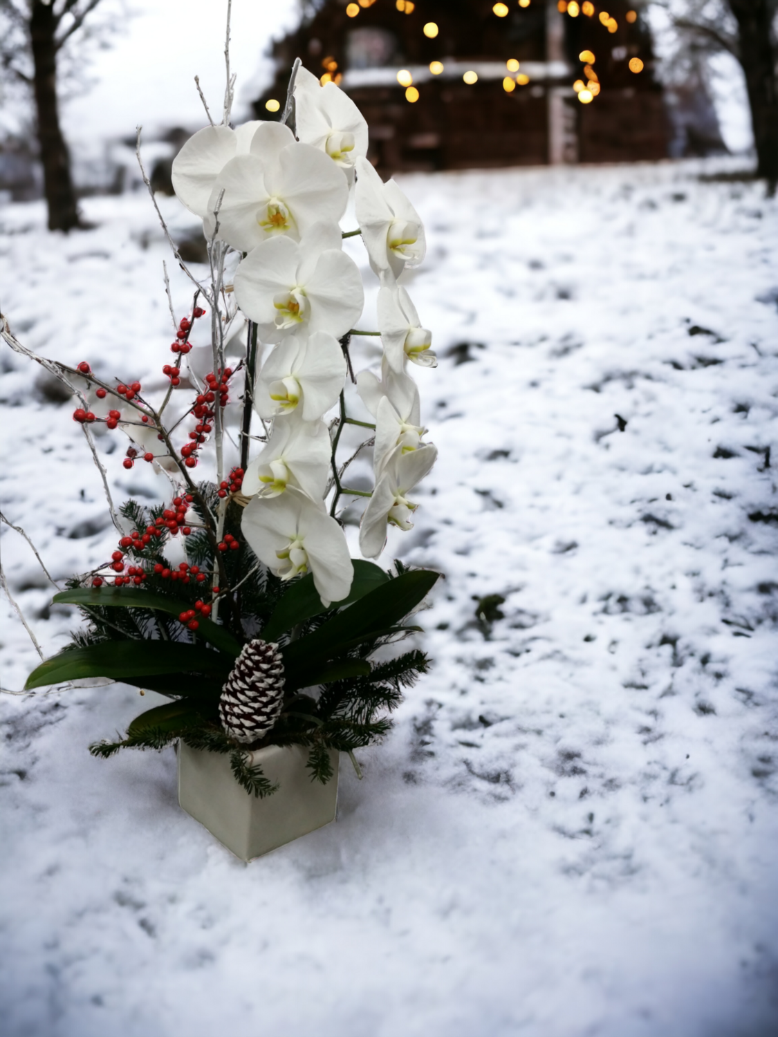 Premium Holiday Orchid Plant