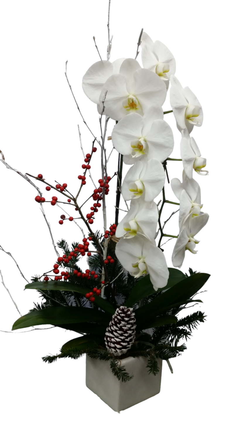 Premium Holiday Orchid Plant
