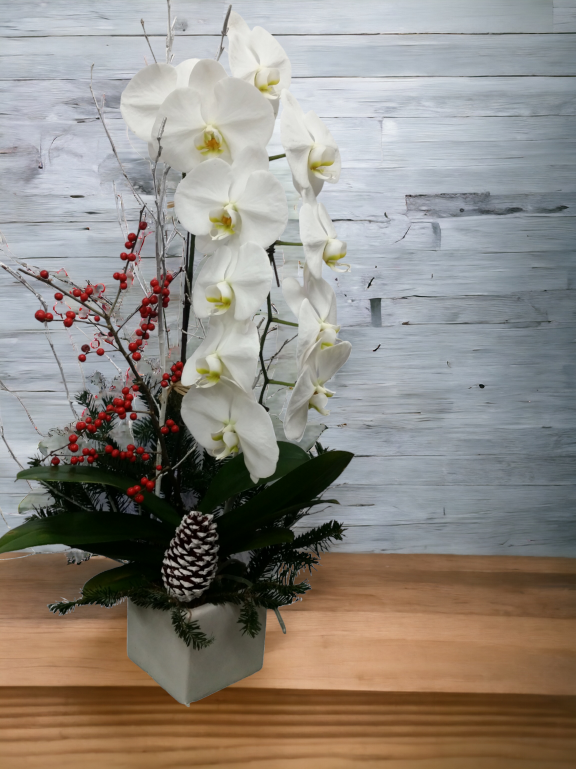 Premium Holiday Orchid Plant