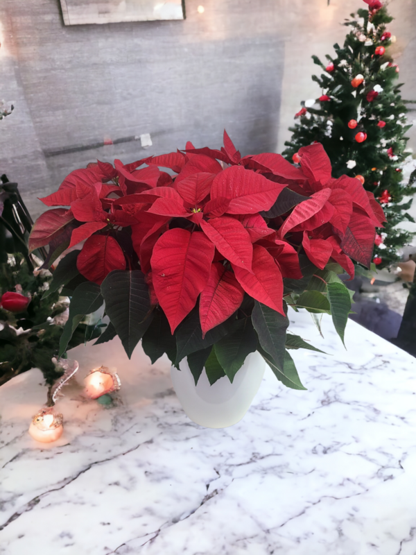 Large Poinsettia In Ceramic Pot