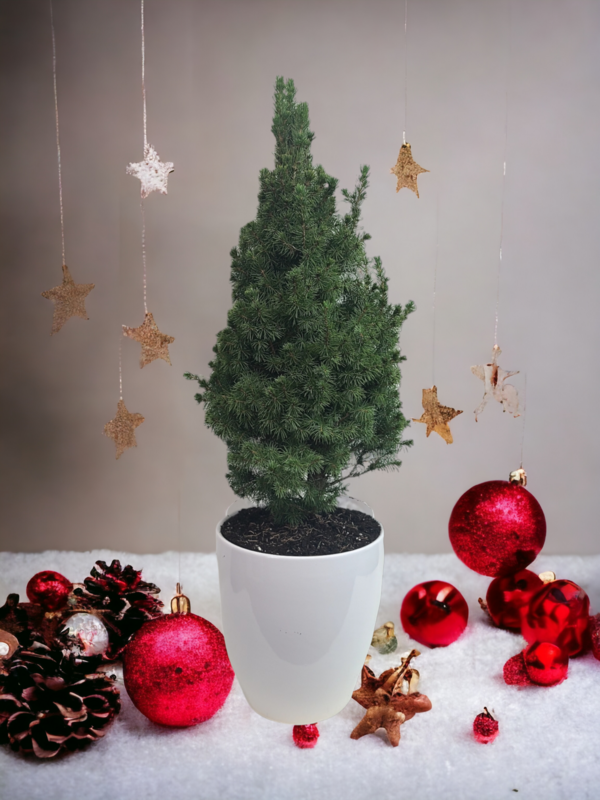 3’ Living Dwarf Alberta Spruce Christmas Tree