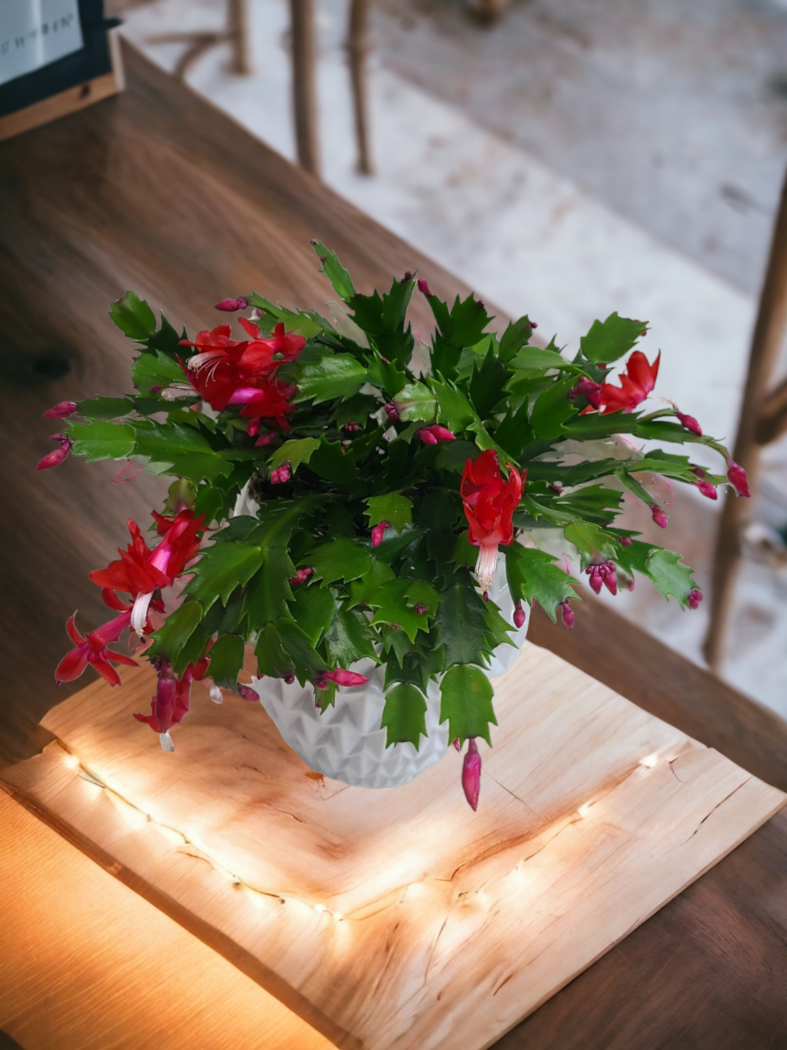 Christmas Cactus Christmas Cactus