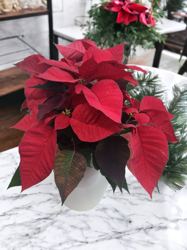 Medium size Poinsettia In Ceramic Pot