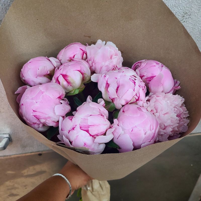 Peony By The Stem