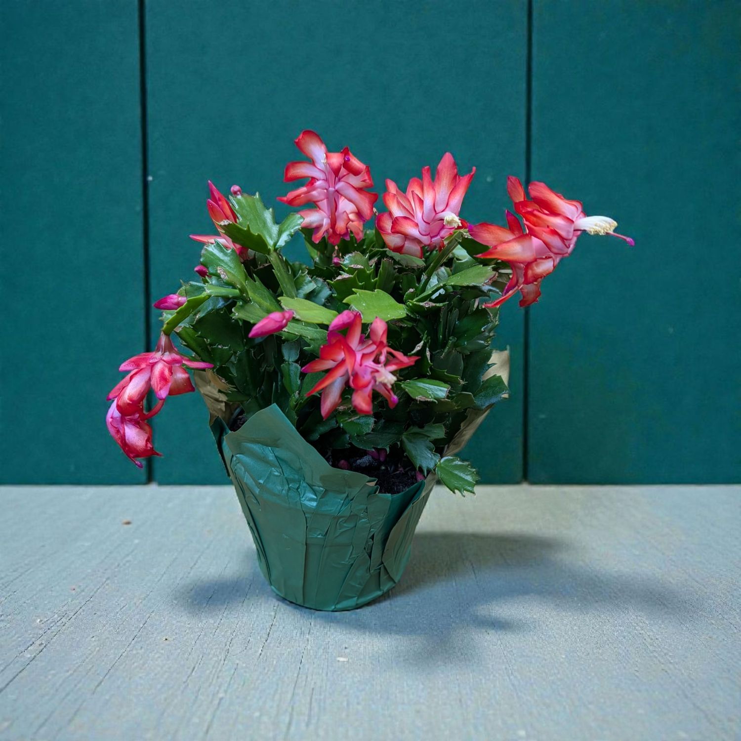 Christmas Cactus Christmas Cactus