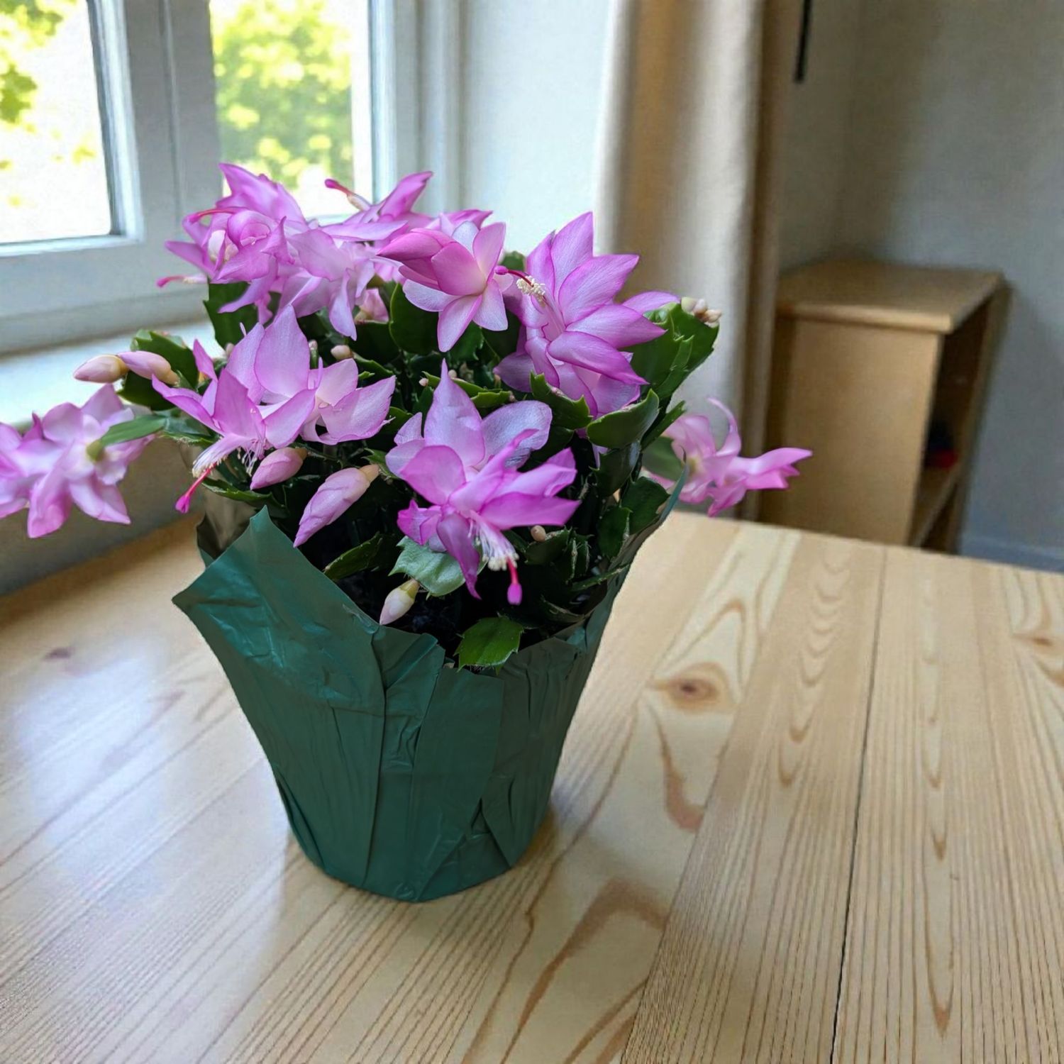 Christmas Cactus Christmas Cactus
