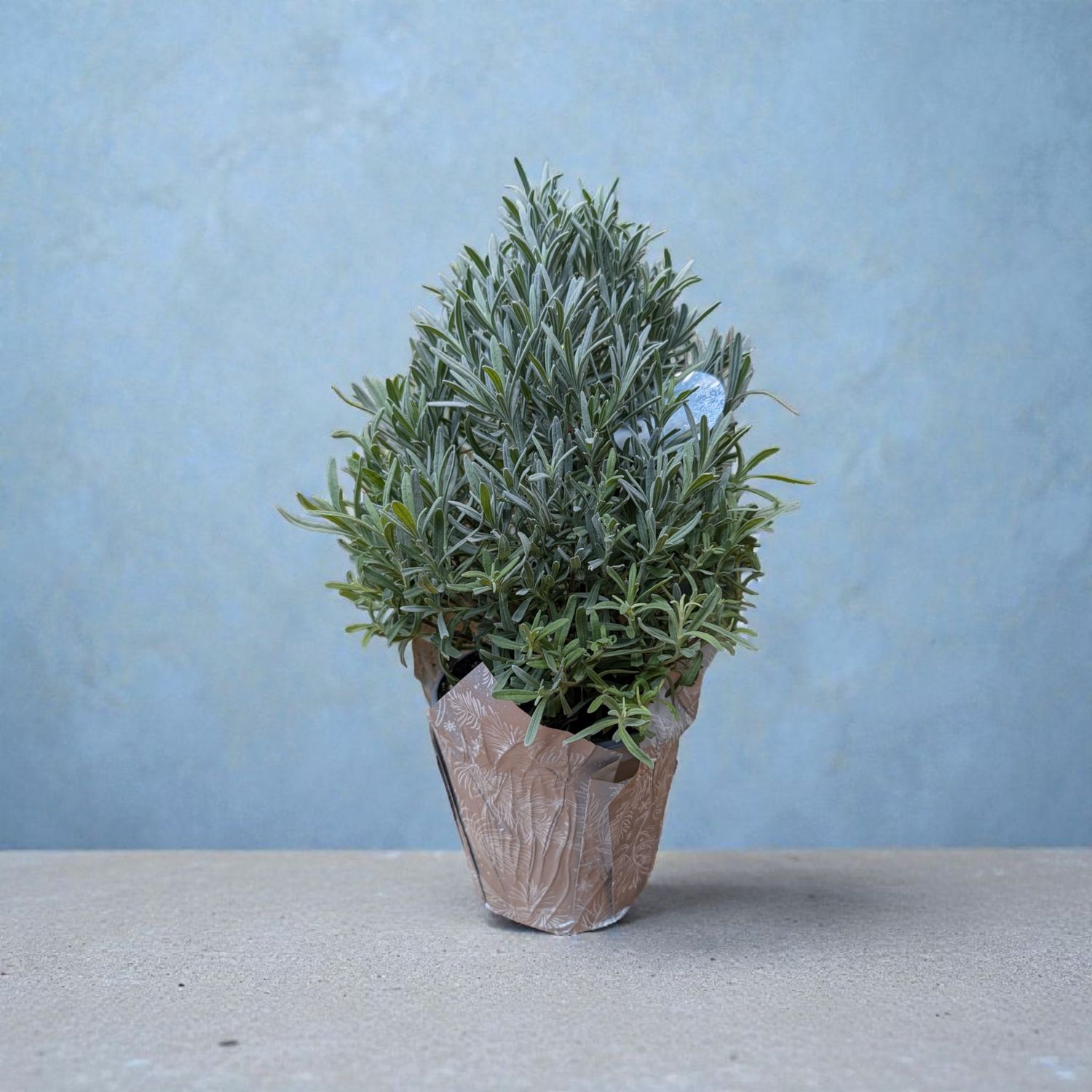 Modern Christmas Lavender Plant