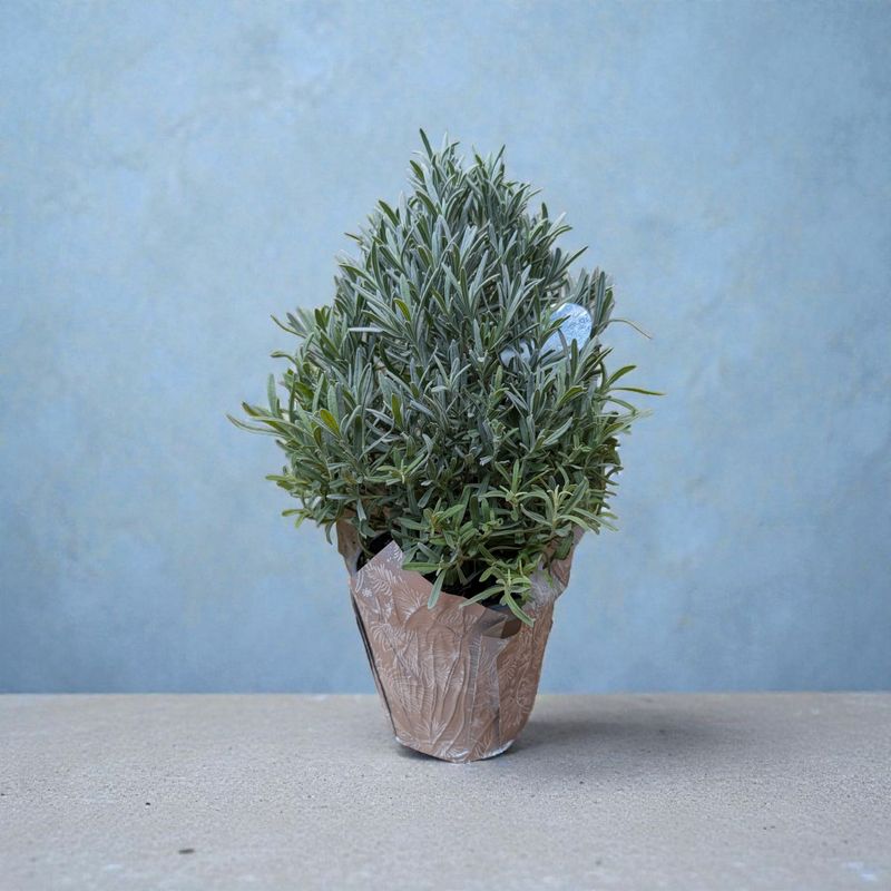 Modern Christmas Lavender Plant