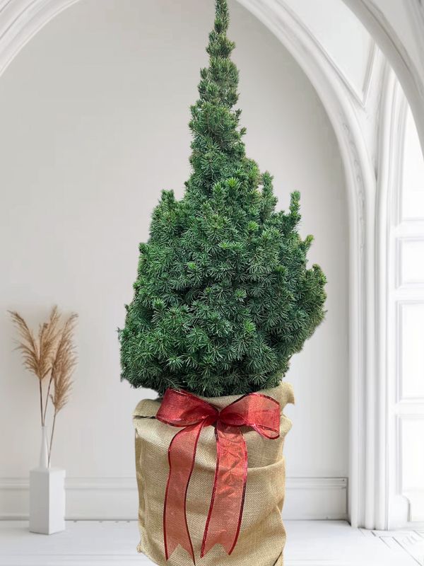 3 Foot Alberta Spruce Christmas Tree