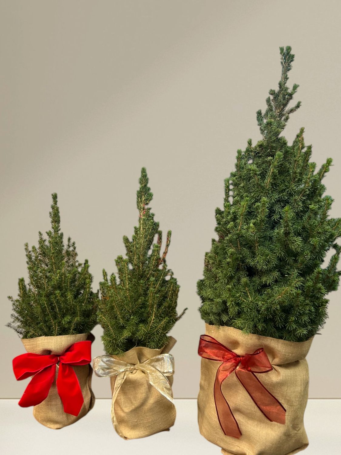 3 Foot Alberta Spruce Christmas Tree 3 Foot Alberta Spruce Christmas Tree