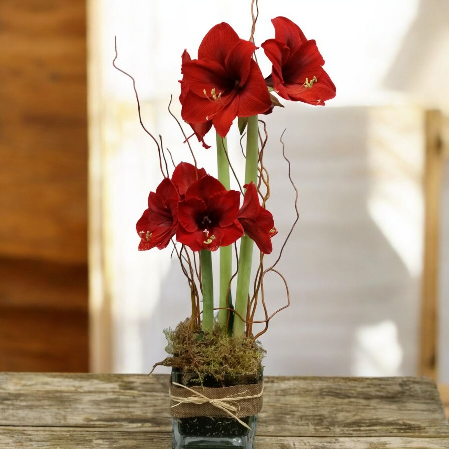 Double bulb Amaryllis