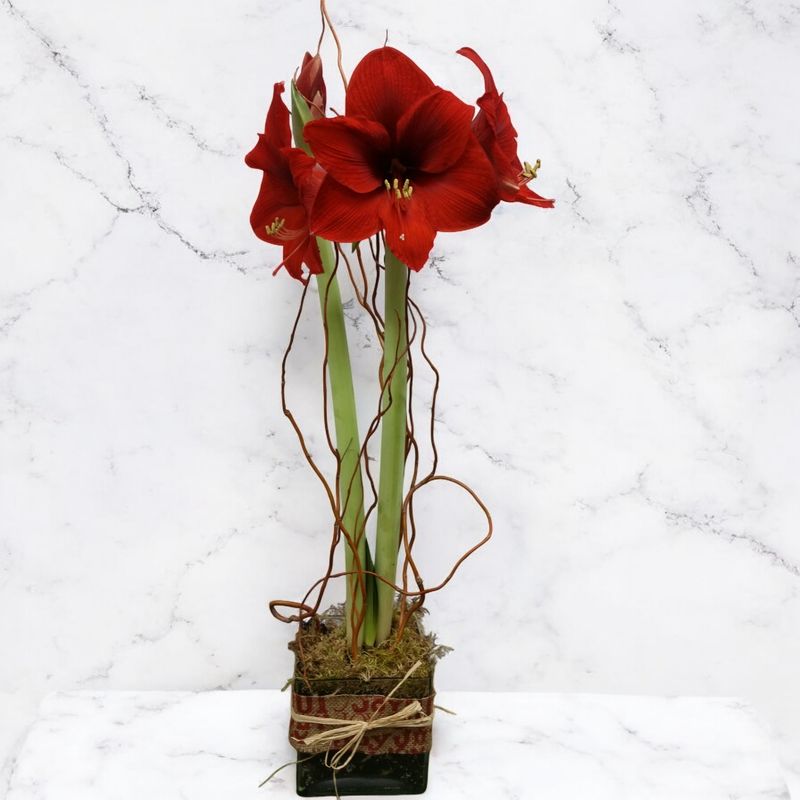 Single bulb Amaryllis