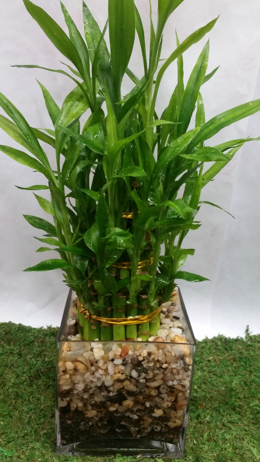 Triple Lucky Bamboo Plant In Modern Square Vase
