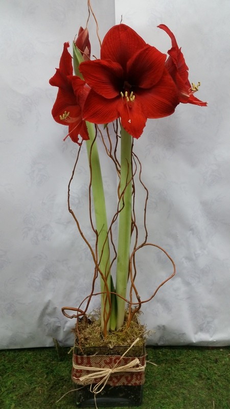 Single bulb Amaryllis