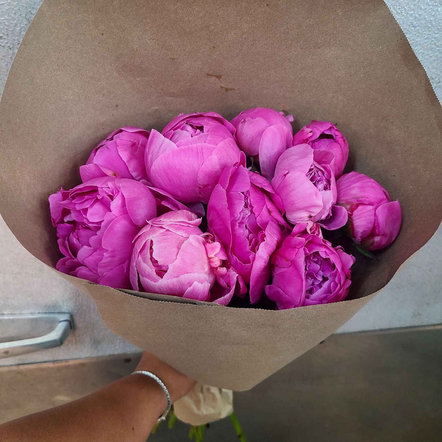 Peony By The Stem