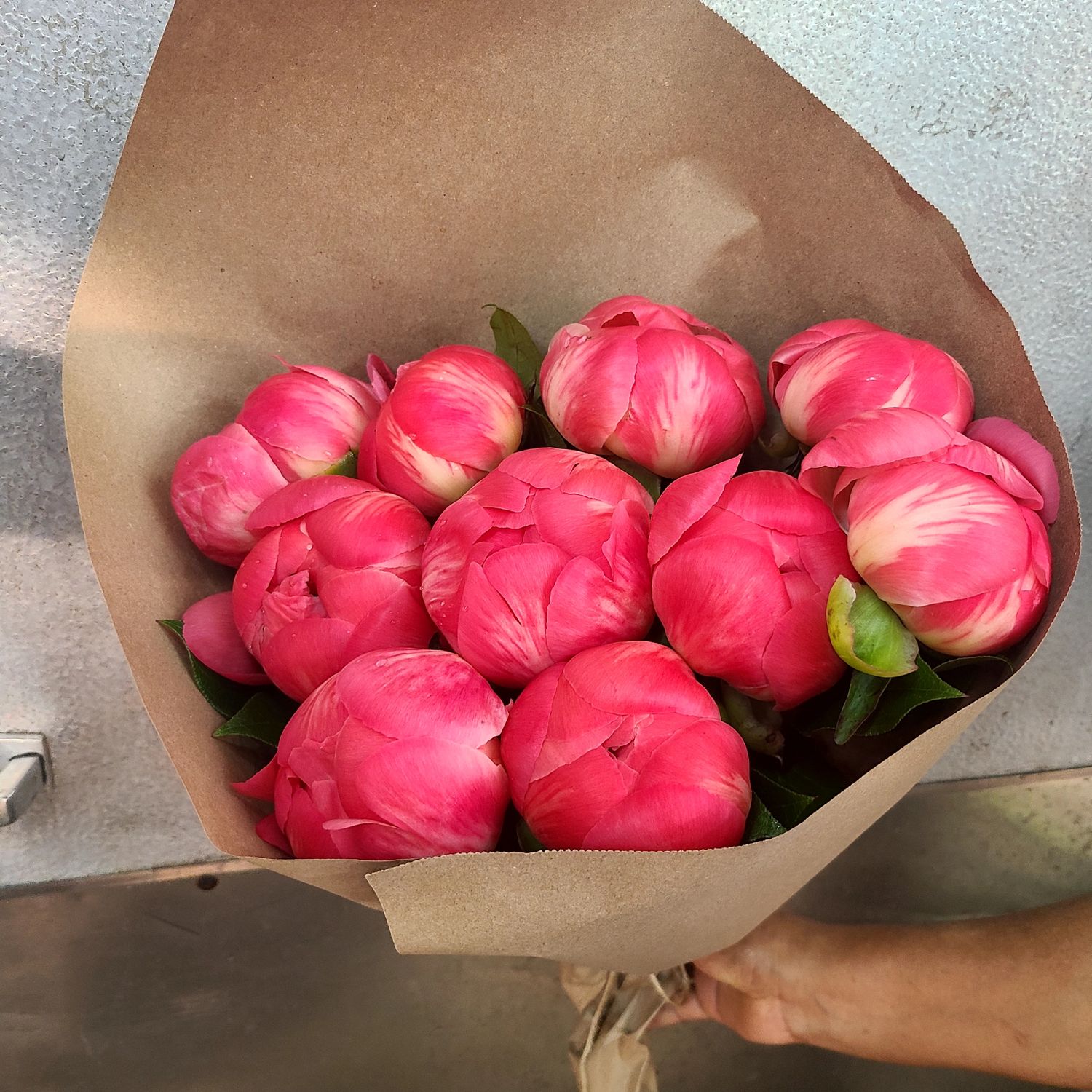 Peony By The Stem