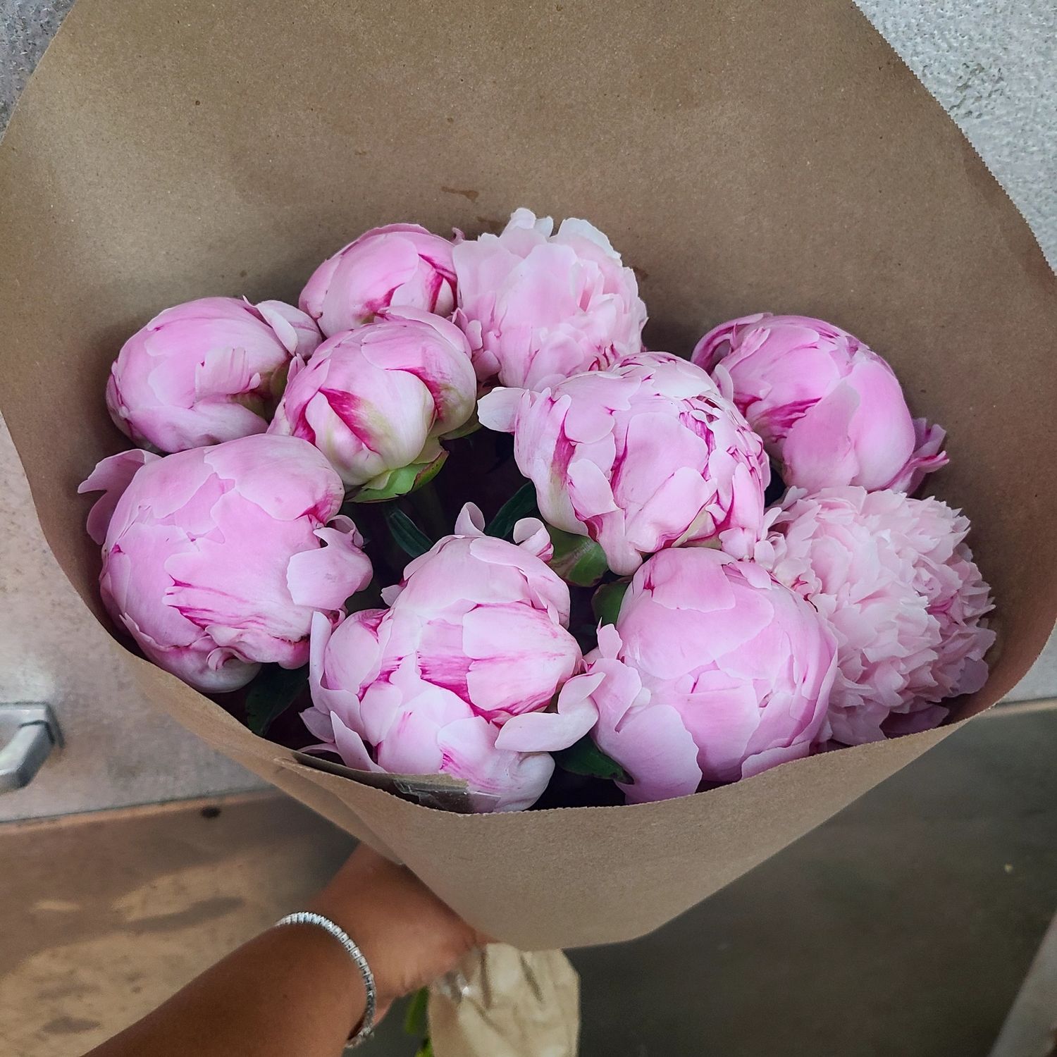 Peony By The Stem