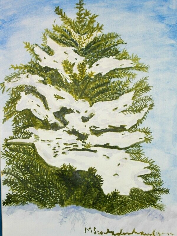 Blue Spruce Poster Prints  ﻿11x14