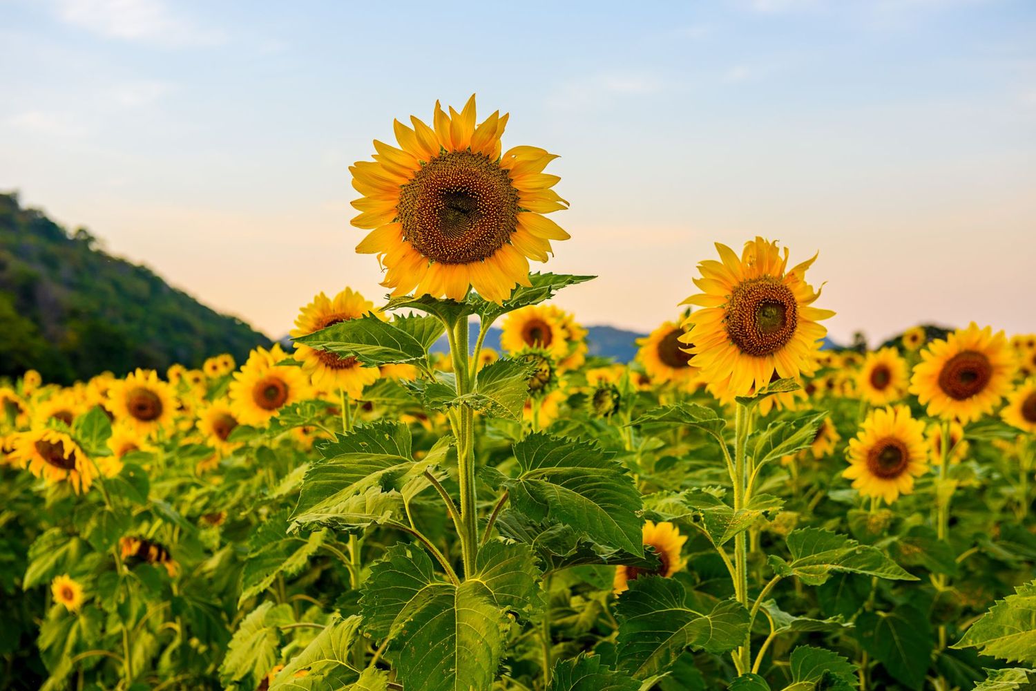 Celebrating Summer Qigong with Solala Towler
