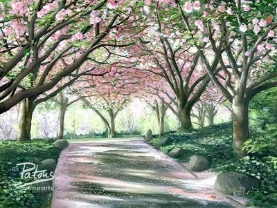 Cherry Blossoms at the BBG