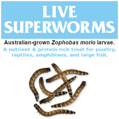 Live Superworms MWSLW