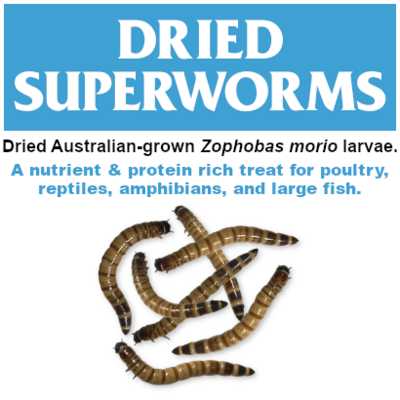 Dried Superworms MWD