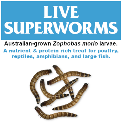 Live Superworms MWSLW