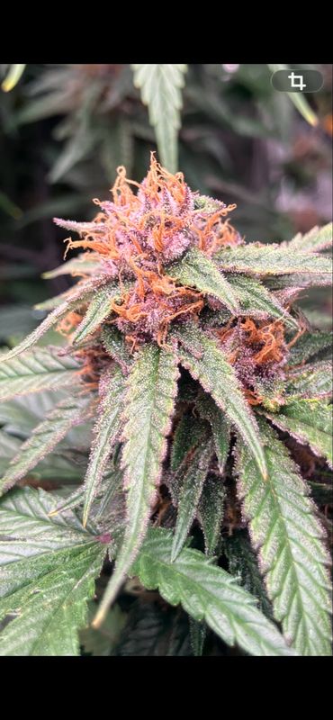 Pilsen Seeds x3