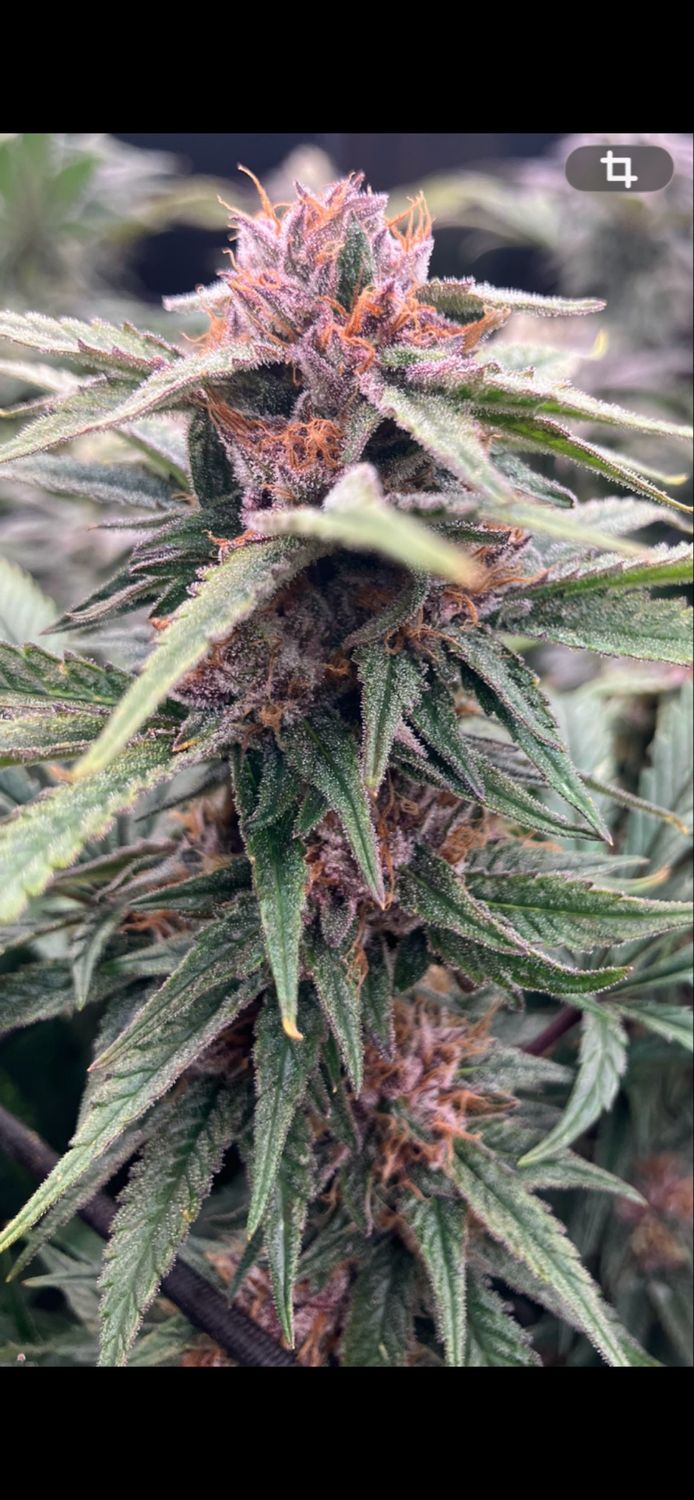 Pilsen Seeds x3