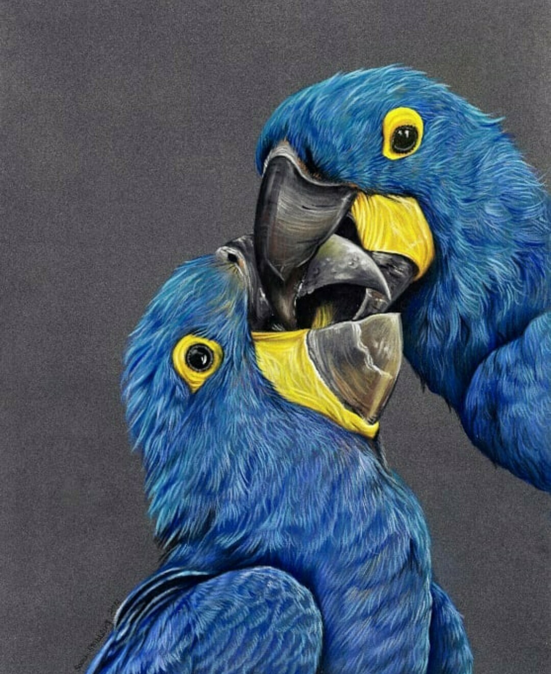 Hyacinth macaws Hyacinth macaws