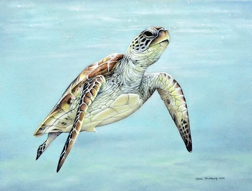 Sea Turtle in colour pencils Sea Turtle in colour pencils